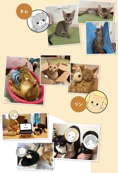 『にゃんかつ 11匹と2人の暮らし』より