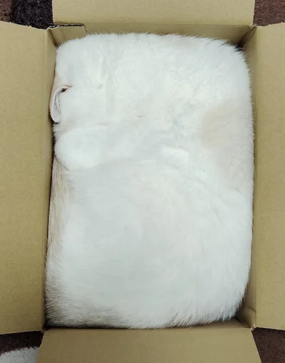 □の正体は猫ちゃんです！▶どうやって入ったの？（⇒次へ）