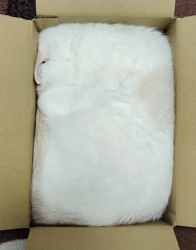 □の正体は猫ちゃんです！▶どうやって入ったの？（⇒次へ）