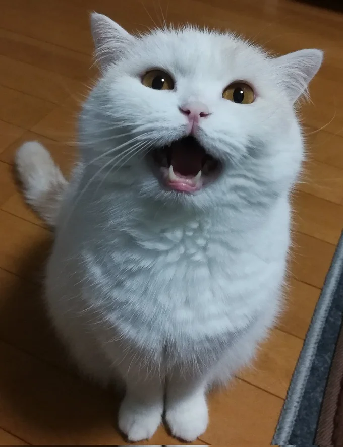 白い毛並みに瞳の色が映える福ちゃん▶狭いところが安心するのかな（⇒次へ）