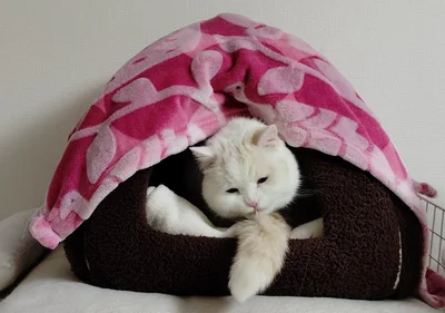 暖かそうな福ちゃん▶さすが猫、体がとっても柔らかい（⇒次へ）