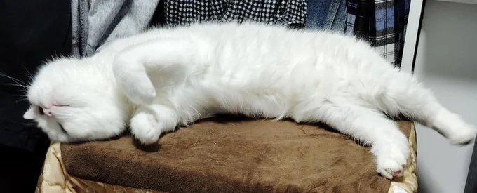 伸びている福ちゃん▶とっても美猫ちゃんです（⇒次へ）