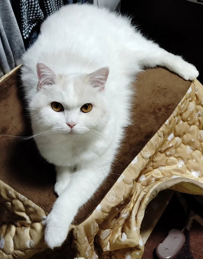 こたつの上がお気に入り！▶のびのびくつろぐ福ちゃん（⇒次へ）