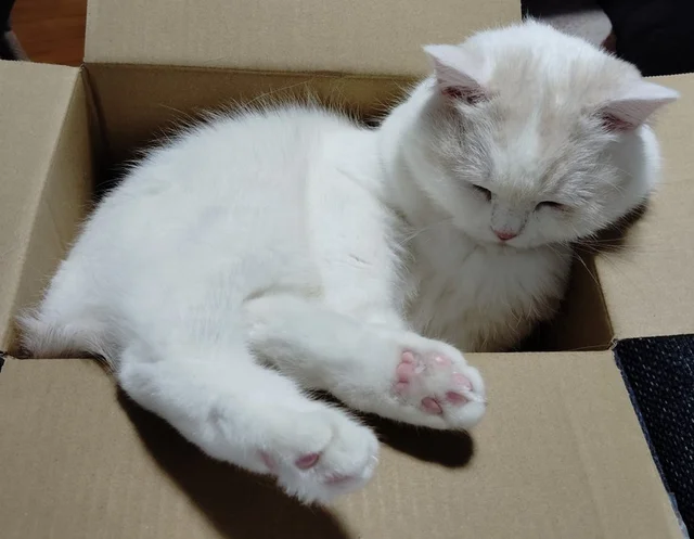 ネコ「段ボールの中で寝ます」→まさかの収まり方に「もふもふがぎっしり！」「このまま届けて！」