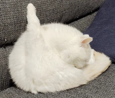 足がピーンとなっている福ちゃん▶液体のように色々と形が変わります（⇒次へ）