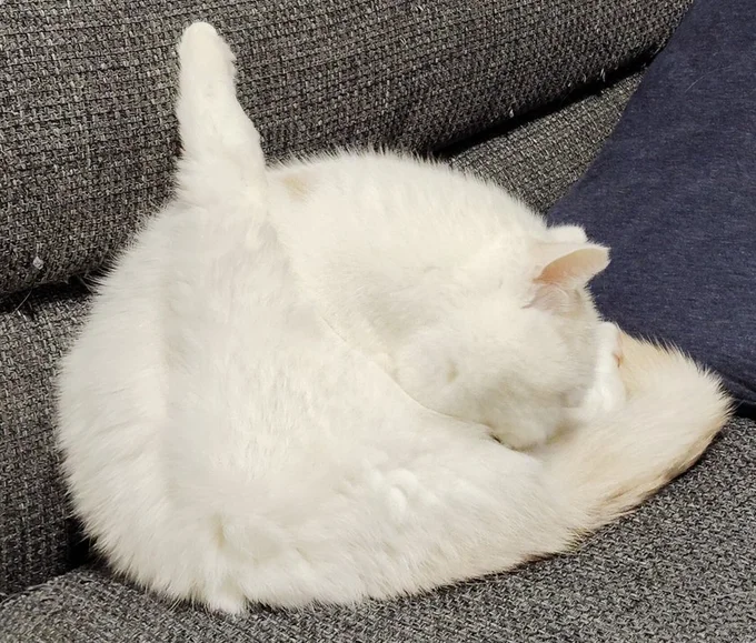 足がピーンとなっている福ちゃん▶液体のように色々と形が変わります（⇒次へ）