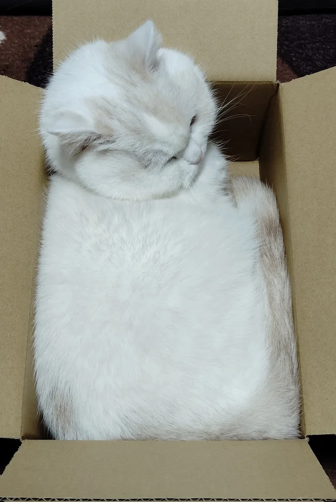 段ボールには必ず入るという福ちゃん▶段ボールに入ると徐々に…（⇒次へ）