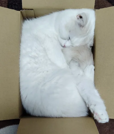 だんだん埋もれていってしまうのだそう▶お顔がちょっとずつ沈んでいきます（⇒次へ）