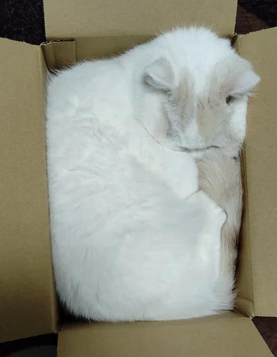 お顔が埋もれるほどぐっすり…▶猫から□へと変化していきます（⇒次へ）