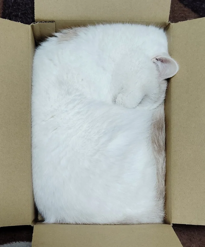 だんだん□に…▶福ちゃんは他にもお気に入りの場所があります（⇒次へ）