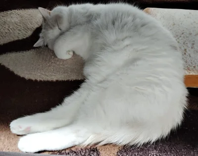 リラックスした寝姿の福ちゃん▶人間みたいな寝姿にも（⇒次へ）