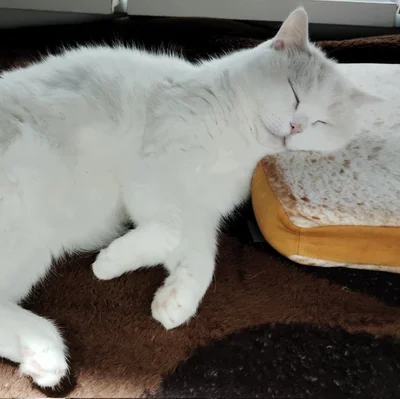 枕も上手に使えます！▶ウトウトしたお顔な福ちゃん（⇒次へ）