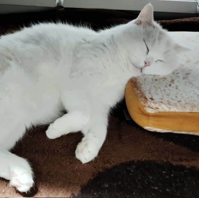 枕も上手に使えます！▶ウトウトしたお顔な福ちゃん（⇒次へ）