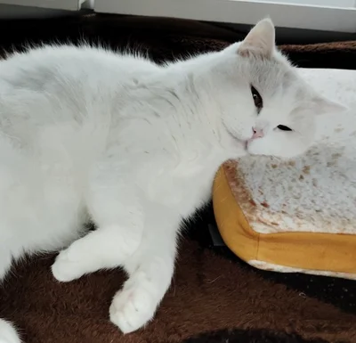 お目目が！▶いろいろなところに収まる福ちゃん（⇒次へ）