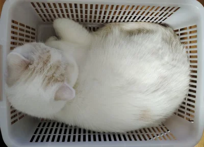 お餅のような福ちゃん▶ちょっと広めの段ボール（⇒次へ）