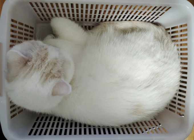 お餅のような福ちゃん▶ちょっと広めの段ボール（⇒次へ）