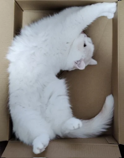 段ボールの中で伸びをする福ちゃん▶やっぱり段ボールは落ち着くのかな？（⇒次へ）