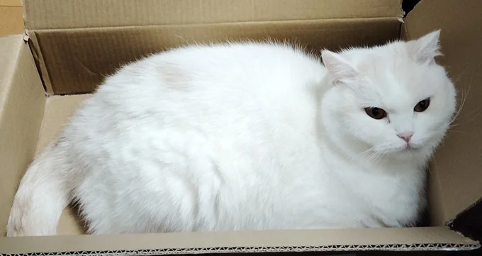 段ボールにはとりあえず入ります▶福ちゃんのお顔をアップで撮影！（⇒次へ）