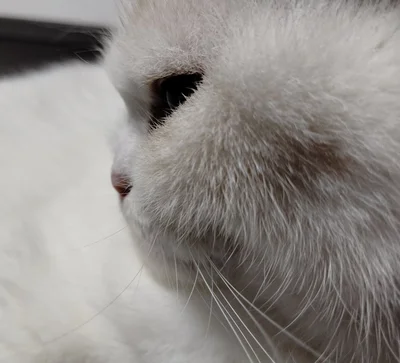 なんてかわいい横顔！！！▶おいしそうなシルエットに（⇒次へ）