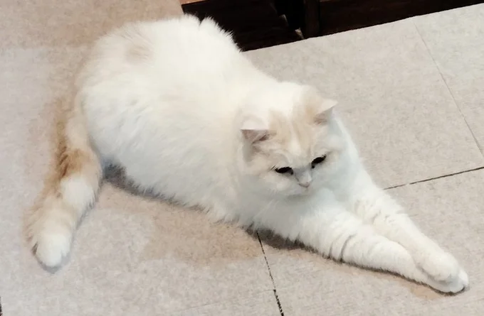 ケーキのようなシルエットの福ちゃん▶福ちゃんはとっても毛並みが綺麗です（⇒次へ）