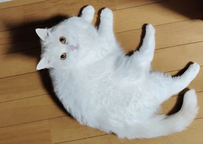 美しい白！！！▶（次画像からは世界中にファンがいる11匹の猫と暮らすYouTuber夫婦の生活を描いたコミックエッセイ『にゃんかつ 11匹と2人の暮らし』が読めます）