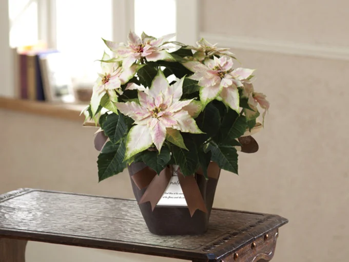 鉢もの「プリンセチア ロゼマーブル」