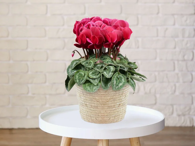 鉢もの「シクラメン チョコベリー 5号」