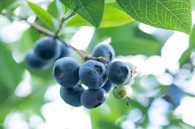 甘酸っぱくてジューシーなブルーベリー