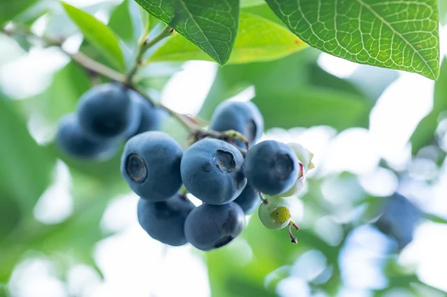 甘酸っぱくてジューシーなブルーベリー
