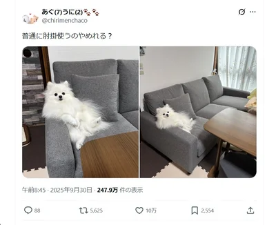 貫禄のあるうにちゃんの座り方▶中に人間が入っている⁉（⇒次へ）