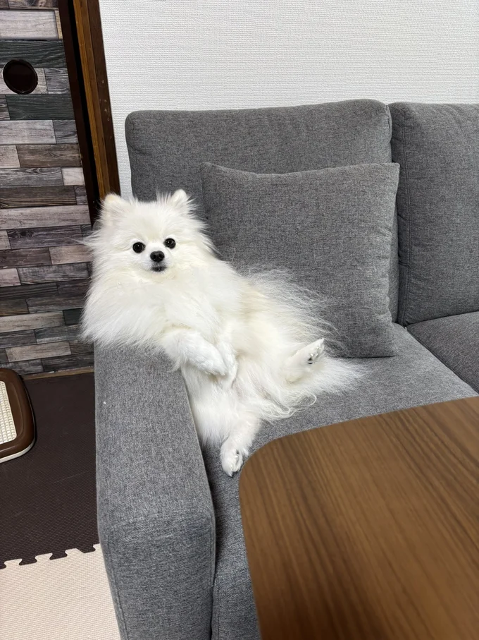 堂に入ったひじ掛けの使いっぷり▶ソファを使いこなす犬（⇒次へ）