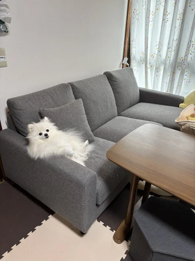 目線もバッチリ！▶かわいい2匹のポメラニアン（⇒次へ）