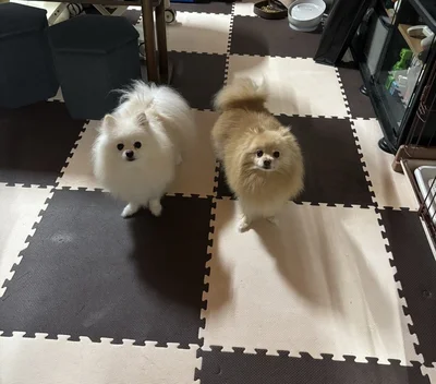 右からあぐちゃん、うにちゃん▶うにちゃん、座るところがちょっと違うかも…？（⇒次へ）