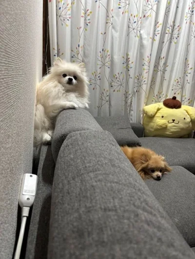 背もたれにナイスフィットするうにちゃん▶ソファにいるのは夫だと思ったら…？（⇒次へ）