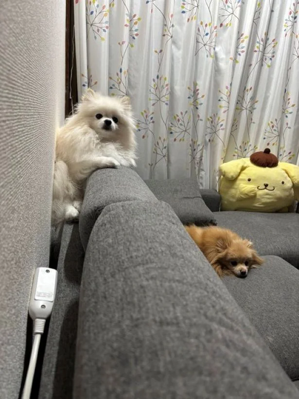 背もたれにナイスフィットするうにちゃん▶ソファにいるのは夫だと思ったら…？（⇒次へ）