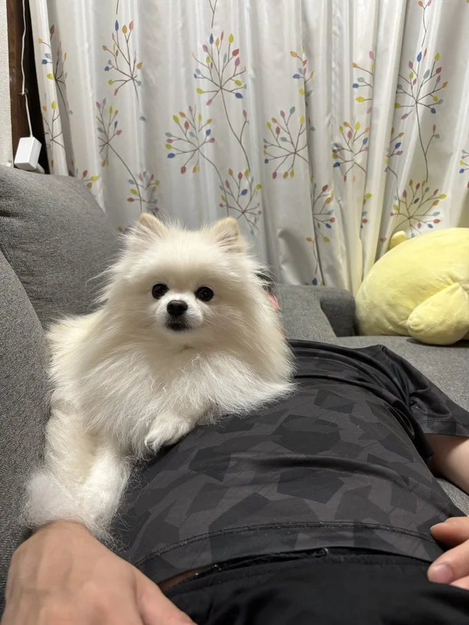 うにちゃんもいました！▶床に寝るともふもふが群がってくる家（⇒次へ）