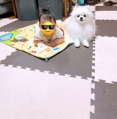 最近よく並んでいるといううにちゃんとお子さま▶お気に入りのおもちゃで遊ぶうにちゃん（⇒次へ）