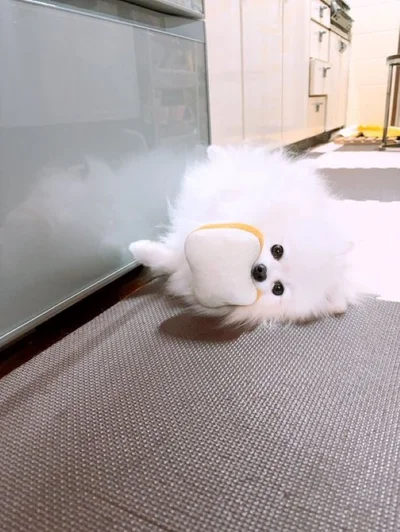 パンがお気に入り！とってもいい表情▶真剣な瞳です（⇒次へ）