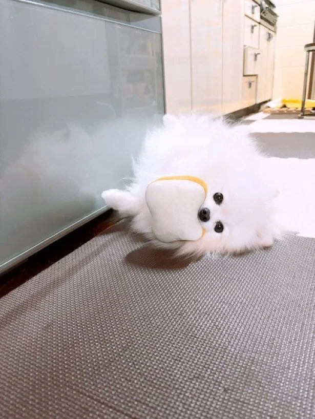 パンがお気に入り！とってもいい表情▶真剣な瞳です（⇒次へ）