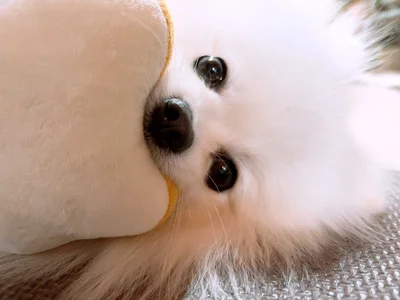 絶対に離さない！▶パンのおもちゃと同じ色味のあぐちゃん（⇒次へ）