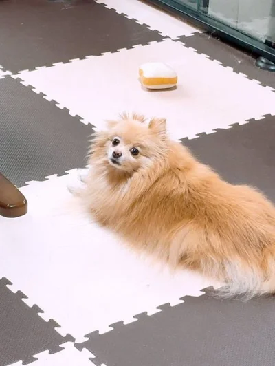 おもちゃとの距離がいい感じ▶アゴのせがかわいいうにちゃんと目線をくれるあぐちゃん（⇒次へ）