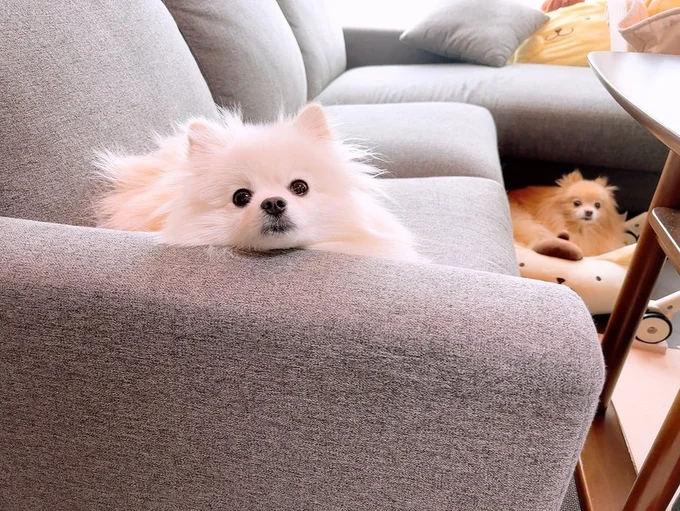 ひじ掛けを使うのはうにちゃんだけ▶集合座りがかわいい♪（⇒次へ）