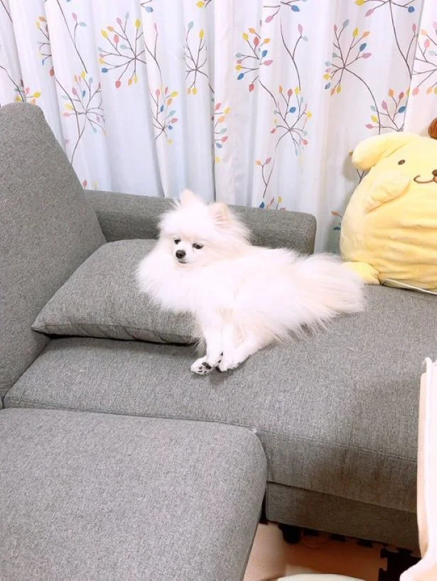 手足を集結させて座るうにちゃん▶見つめるうにちゃん（⇒次へ）