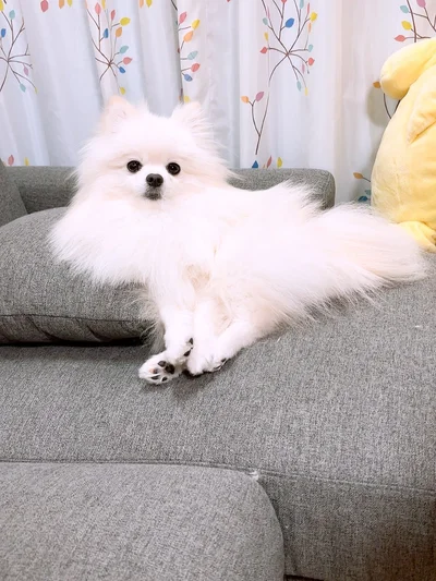 おめめと肉球のブラックが白い毛並みに映える！▶あつまる肉球（⇒次へ）