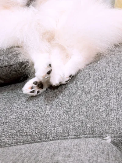 思わず触りたくなるかわいさ▶バブちゃんに踏まれに来るあぐちゃん（⇒次へ）