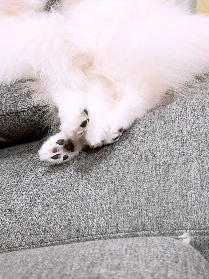 思わず触りたくなるかわいさ▶バブちゃんに踏まれに来るあぐちゃん（⇒次へ）