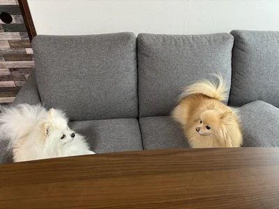 かわシーサー！▶フォトスポットのような2匹（⇒次へ）