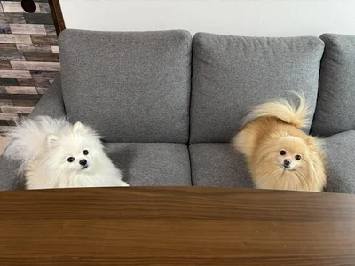 きゅるるんうにちゃんとうるるんあぐちゃん▶様子のおかしいうにちゃんと通常のあぐちゃん（⇒次へ）