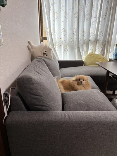 うにちゃん、新しいくつろぎ方？▶よく見るとお顔もつぶれちゃっています…（⇒次へ）