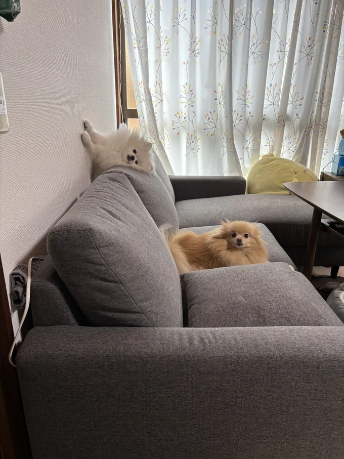 うにちゃん、新しいくつろぎ方？▶よく見るとお顔もつぶれちゃっています…（⇒次へ）